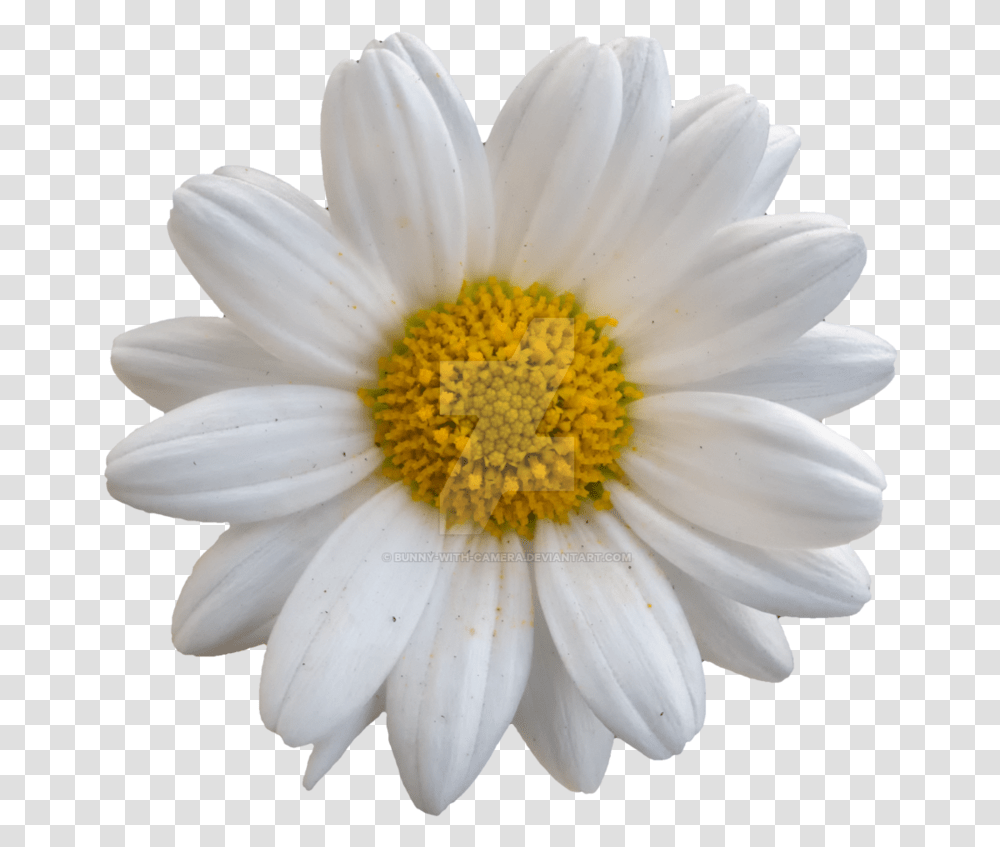 Stock Photography, Plant, Daisy, Flower, Daisies Transparent Png
