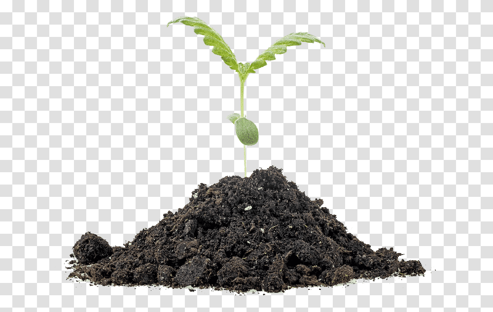 Stock Photography, Soil, Sprout, Plant, Coal Transparent Png