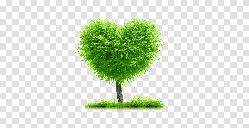 Stock Photogreengrassandheartshapetreeonwhite Background For Family Tree, Plant, Moss, Leaf, Jar Transparent Png