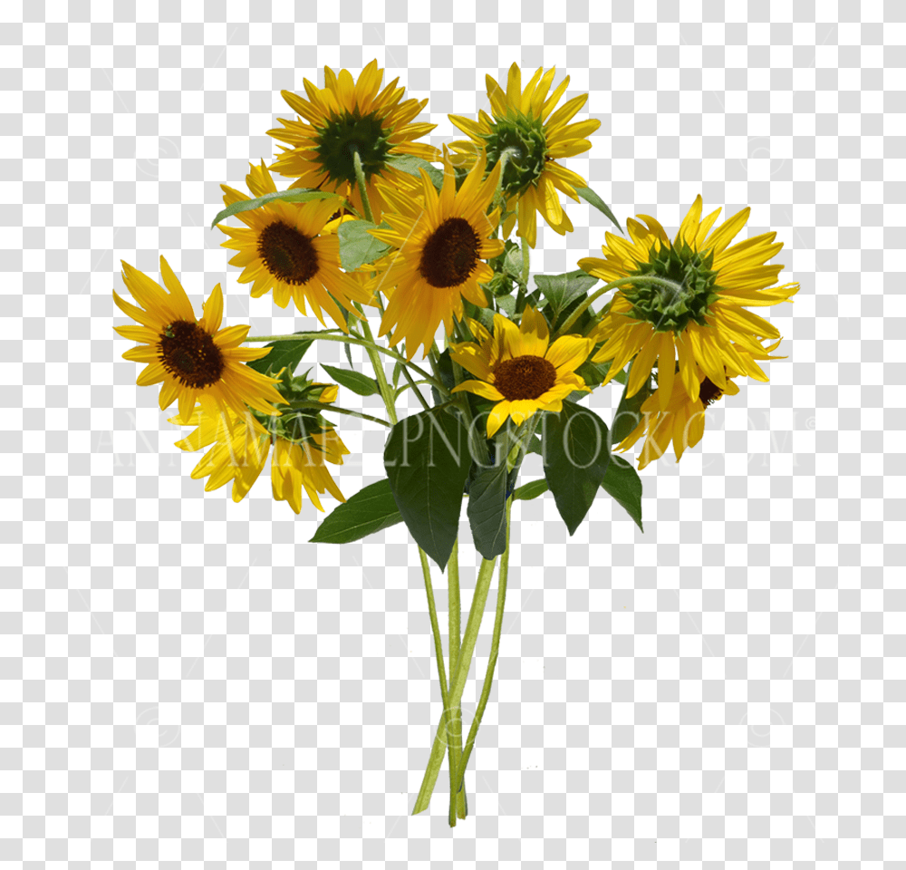 Stock Photos Flower Bushes, Plant, Blossom, Flower Arrangement, Sunflower Transparent Png