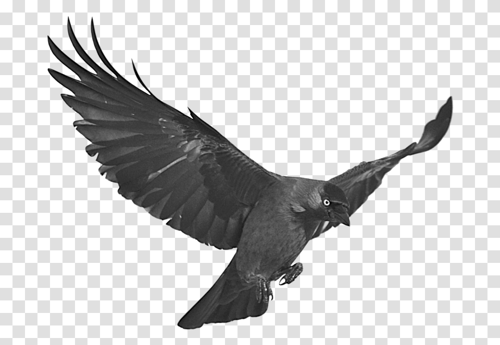 Stock Raven Flying With Jackdaw, Bird, Animal, Blackbird, Agelaius Transparent Png