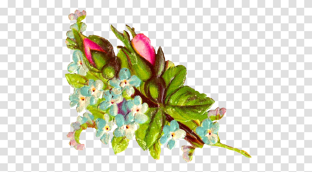 Stock Rose Image Mayflower, Plant, Geranium, Pollen, Acanthaceae Transparent Png