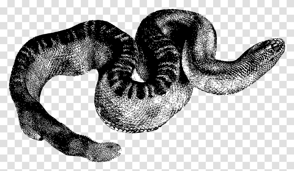 Stoke S Seasnake Clip Arts Snakes, Gray, World Of Warcraft Transparent Png