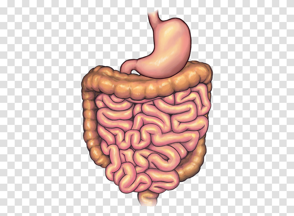Stomach Before Bariatric Weight Loss Surgery Illustration, Jaw, Teeth, Mouth, Lip Transparent Png