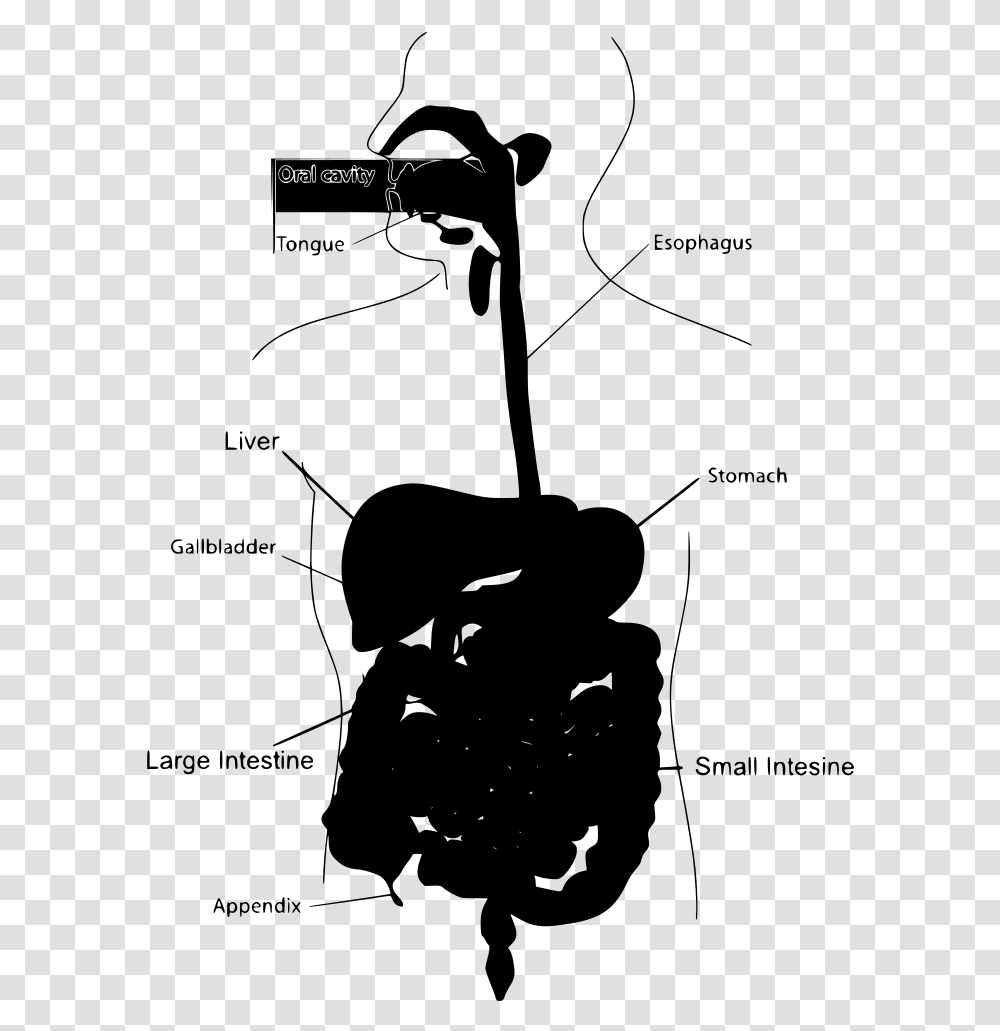 Stomach Digestive Systems Clip Art, Gray, World Of Warcraft Transparent Png