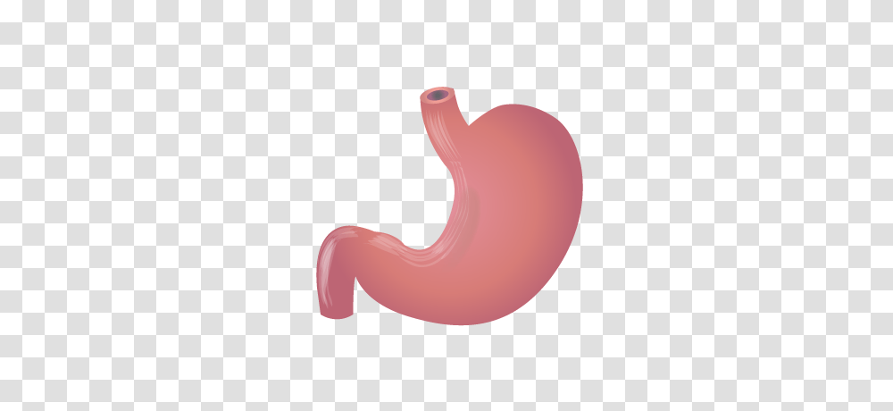 Stomach Hd Stomach Hd Images Transparent Png