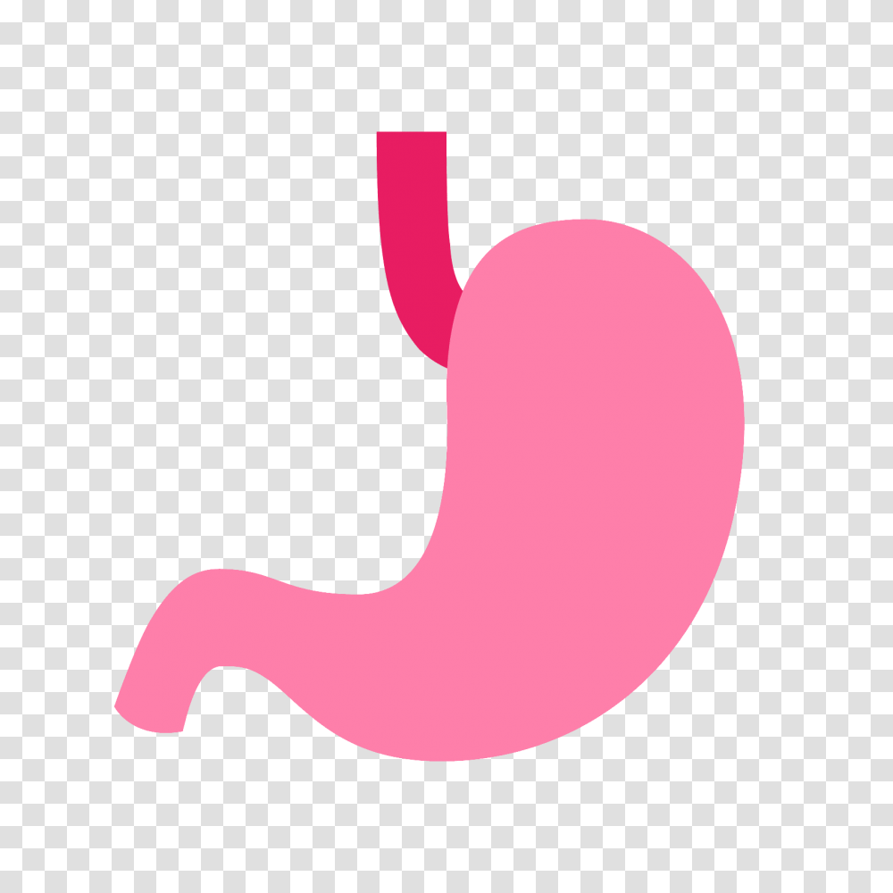 Stomach Icon Transparent Png