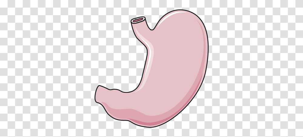 Stomach Image Stomach, Heart Transparent Png