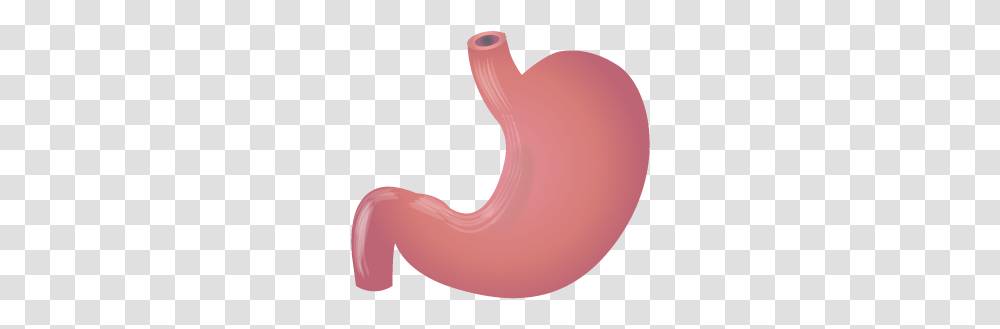 Stomach Stomach Images, Balloon Transparent Png