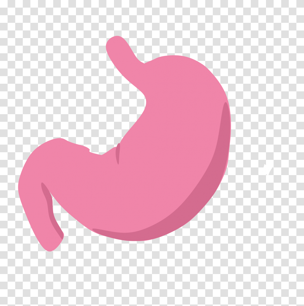 Stomach Transparent Png