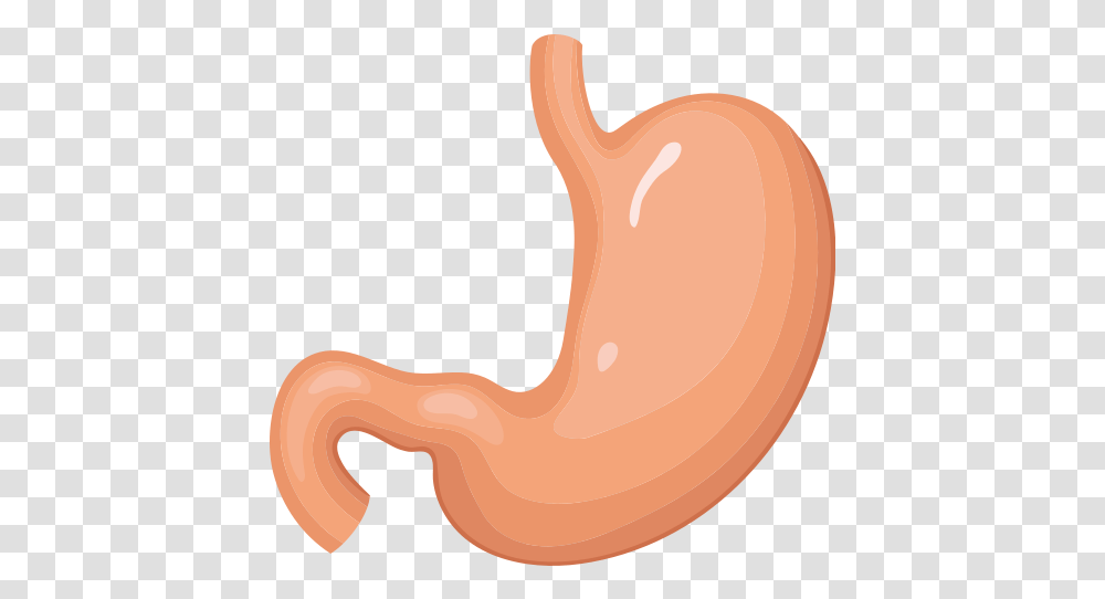 Stomach Vector Icons Free Download In Stomach Transparent Png