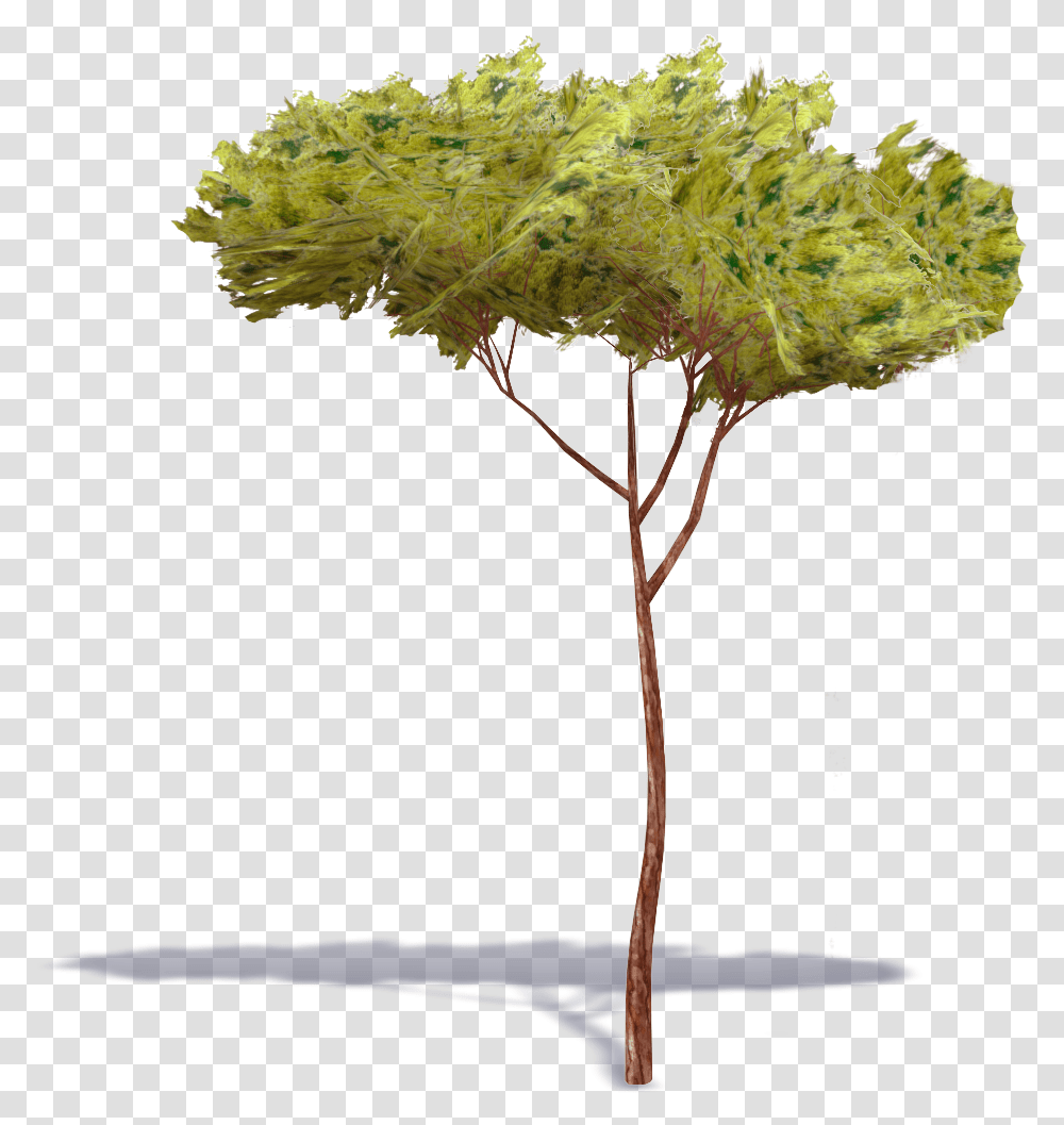 Stone Pine Tree 1 Plants Free Bim Object For Cinema 4d Stone Pine, Vegetation, Outdoors, Conifer, Leaf Transparent Png