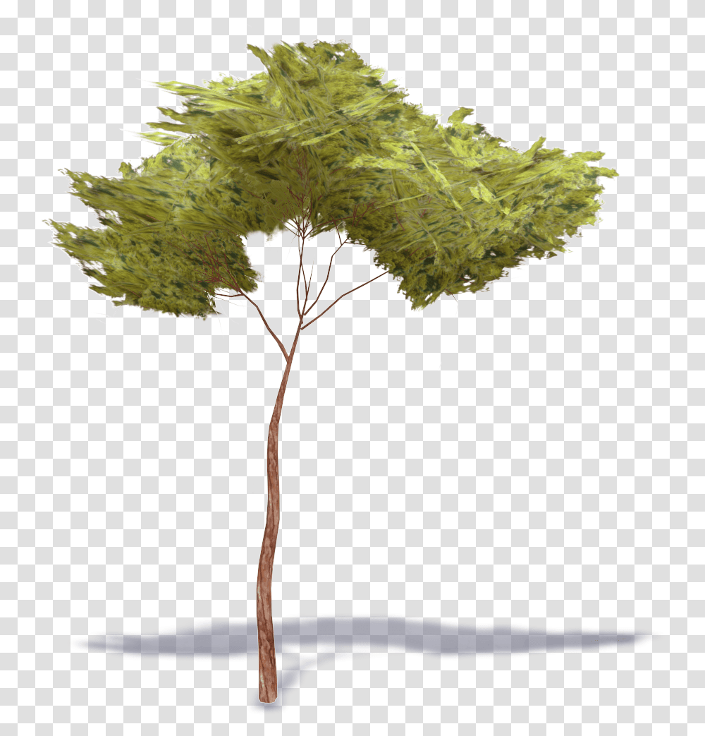 Stone Pine Tree, Plant, Leaf, Tree Trunk, Vegetation Transparent Png