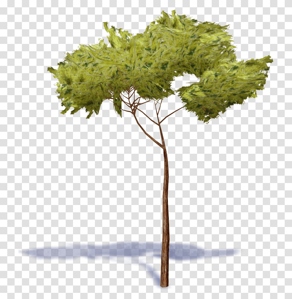 Stone Pine Tree Stone Pine Tree, Plant, Leaf, Tree Trunk, Vegetation Transparent Png