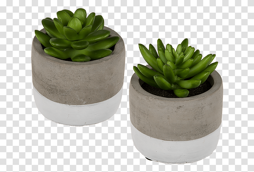 Stone Pots For Succulents, Plant, Potted Plant, Vase, Jar Transparent Png