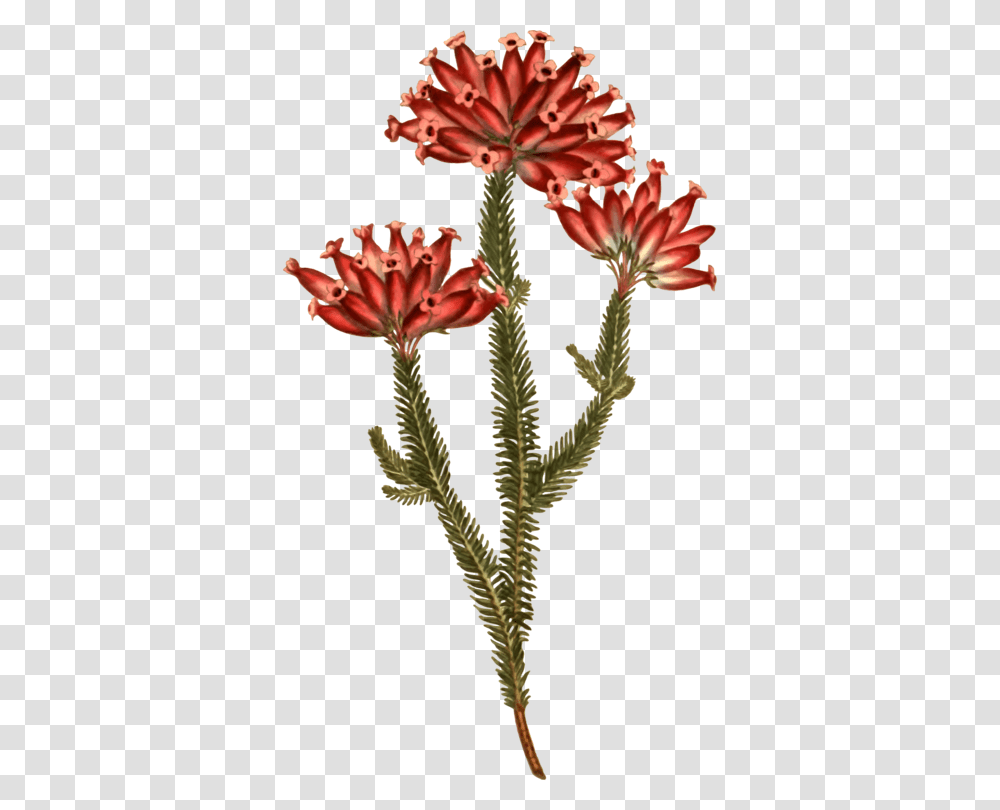Stonecrop Family, Plant, Flower, Petal, Pollen Transparent Png