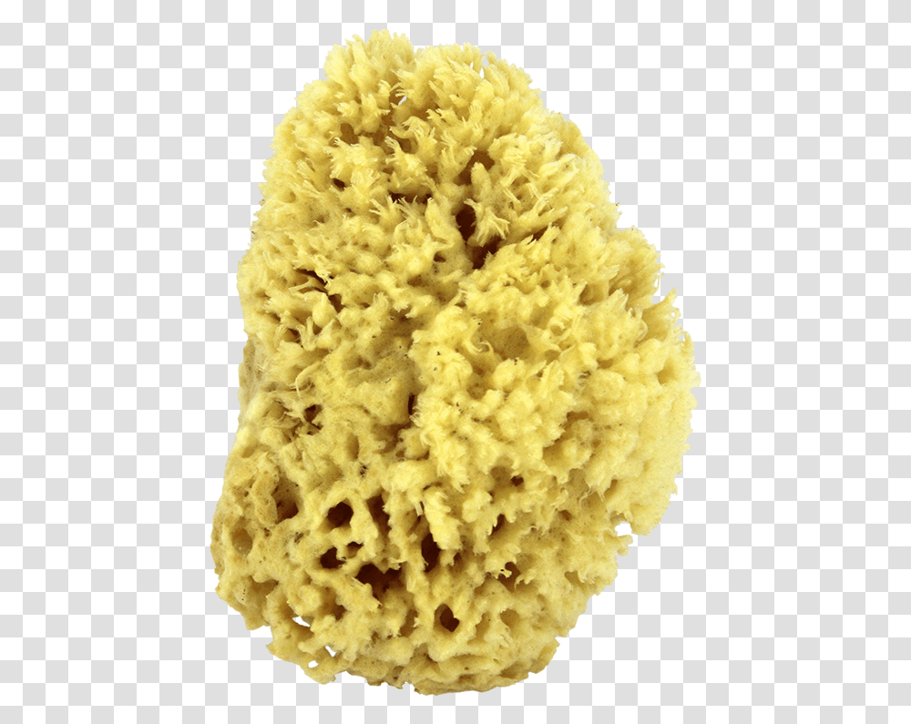 Stony Coral, Sponge, Bread, Food, Pineapple Transparent Png