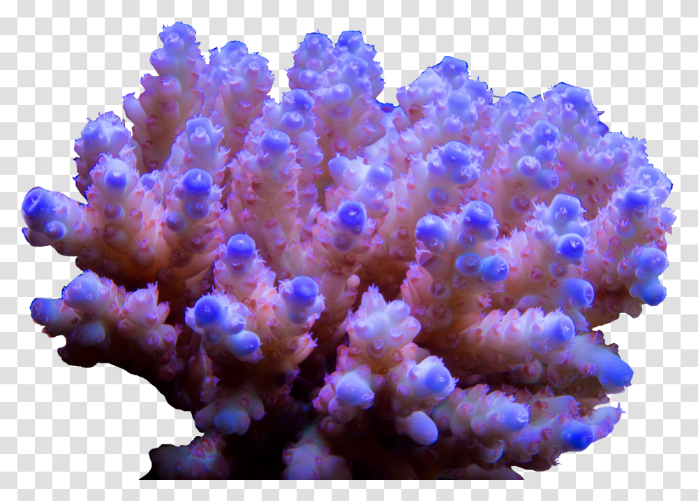 Stony Coral Transparent Png