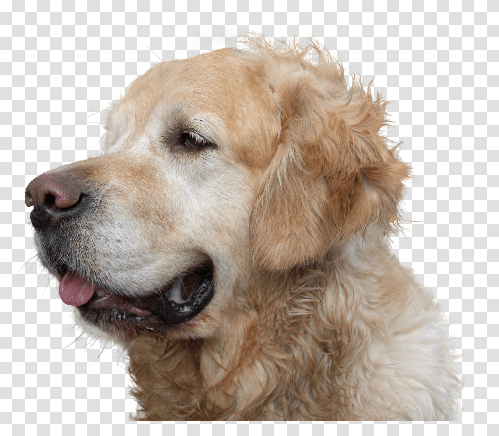 Stop Dog Hair Fall, Pet, Canine, Animal, Mammal Transparent Png