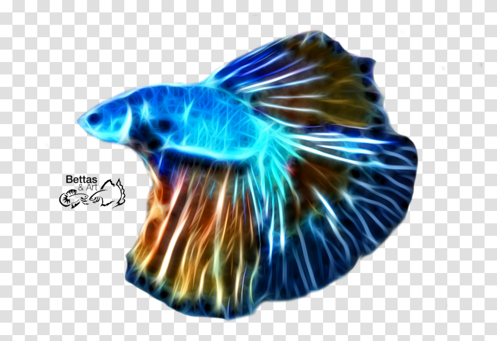 Store, Animal, Sea Life, Invertebrate, Fish Transparent Png