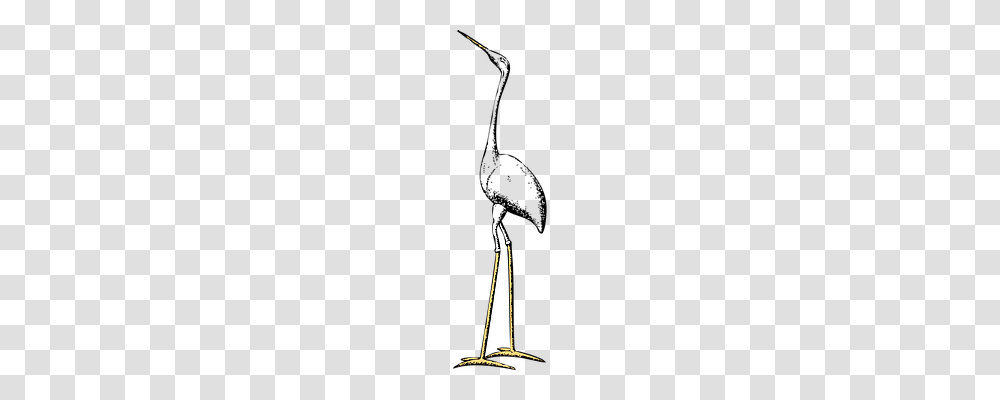 Stork Animals, Leisure Activities, Guitar, Musical Instrument Transparent Png