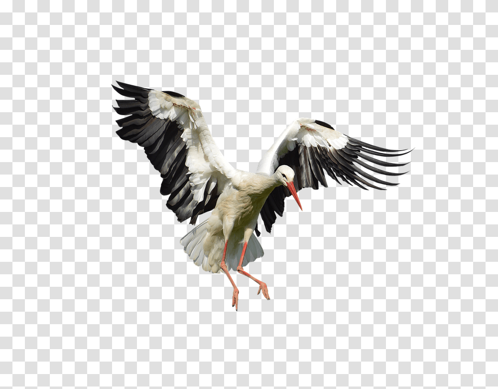 Stork 960, Animals, Bird, Crane Bird, Waterfowl Transparent Png