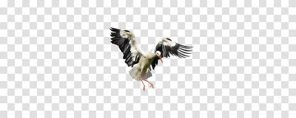 Stork Animals, Bird, Crane Bird, Waterfowl Transparent Png