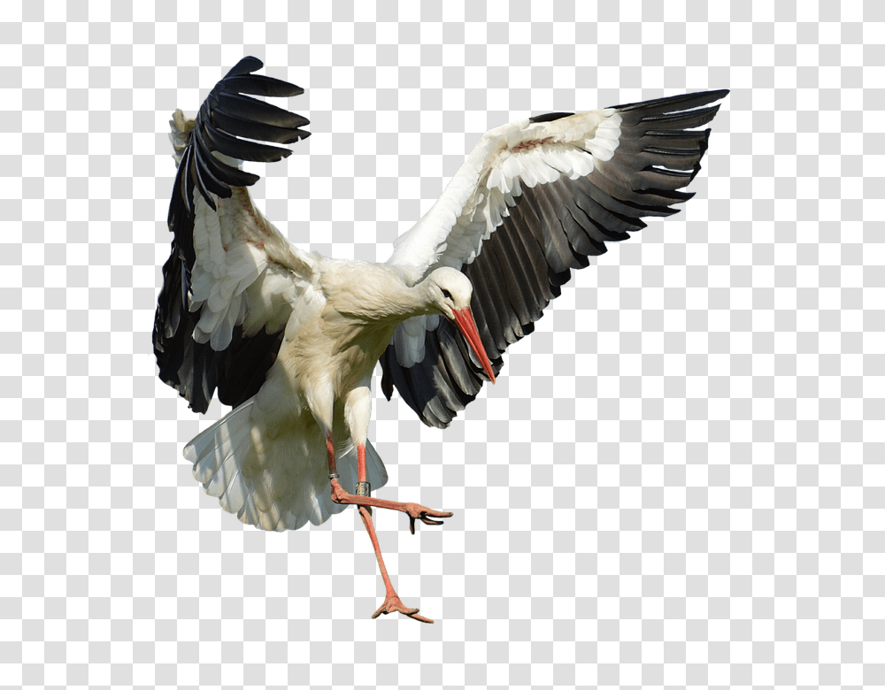 Stork 960, Animals, Bird, Vulture, Crane Bird Transparent Png