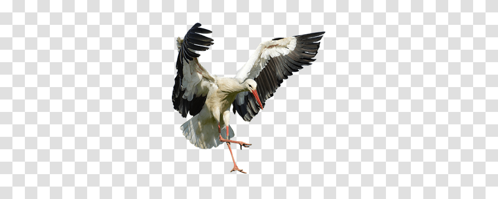 Stork Nature, Bird, Animal, Crane Bird Transparent Png