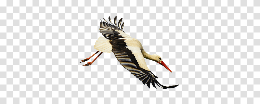 Stork Nature, Bird, Animal, Vulture Transparent Png