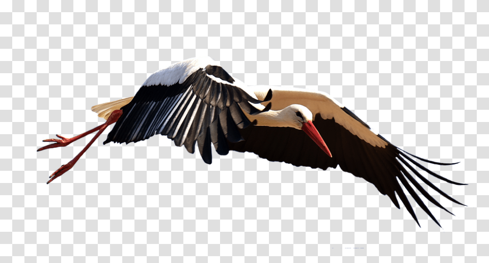 Stork 960, Animals, Bird, Flying, Waterfowl Transparent Png