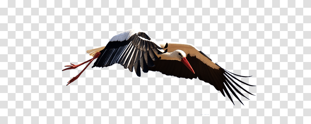 Stork Animals, Bird, Flying, Waterfowl Transparent Png