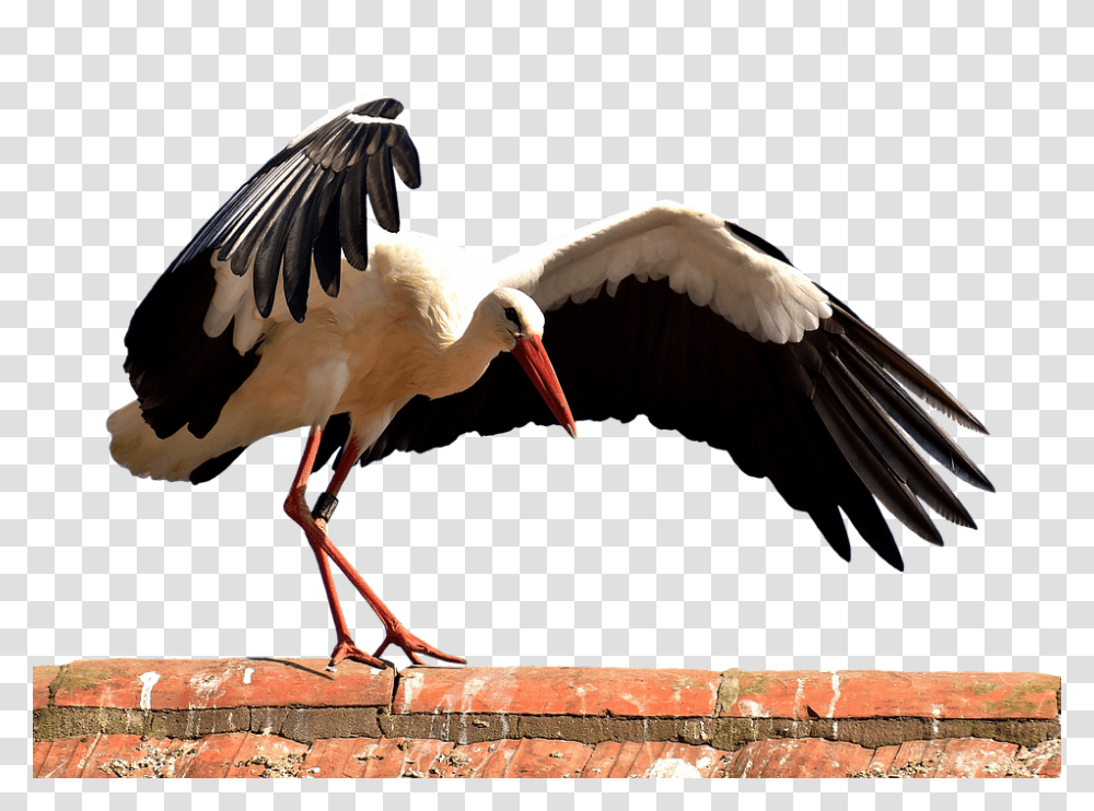 Stork 960, Animals, Bird, Waterfowl, Crane Bird Transparent Png