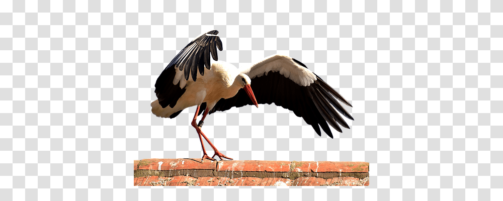 Stork Nature, Bird, Animal Transparent Png