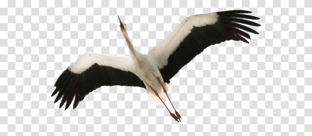 Stork 3 Image Stork, Bird, Animal, Flying, Vulture Transparent Png