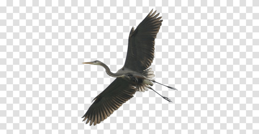 Stork And Vectors For Free Download Dlpngcom Heron, Bird, Animal, Waterfowl, Ardeidae Transparent Png
