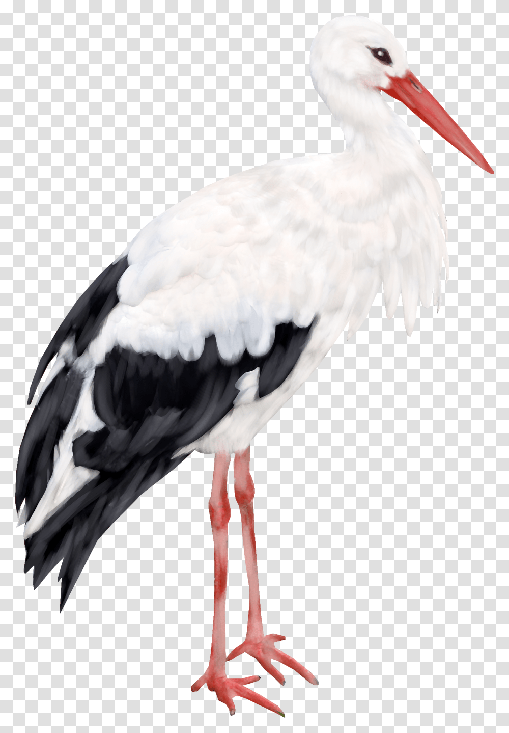 Stork, Animals, Bird, Beak, Crane Bird Transparent Png