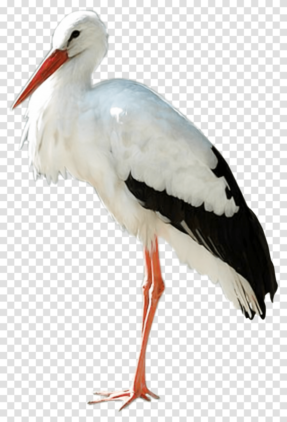 Stork, Animals, Bird, Beak, Pelican Transparent Png