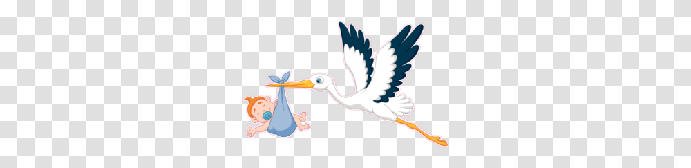 Stork, Animals, Bird, Beak, Waterfowl Transparent Png