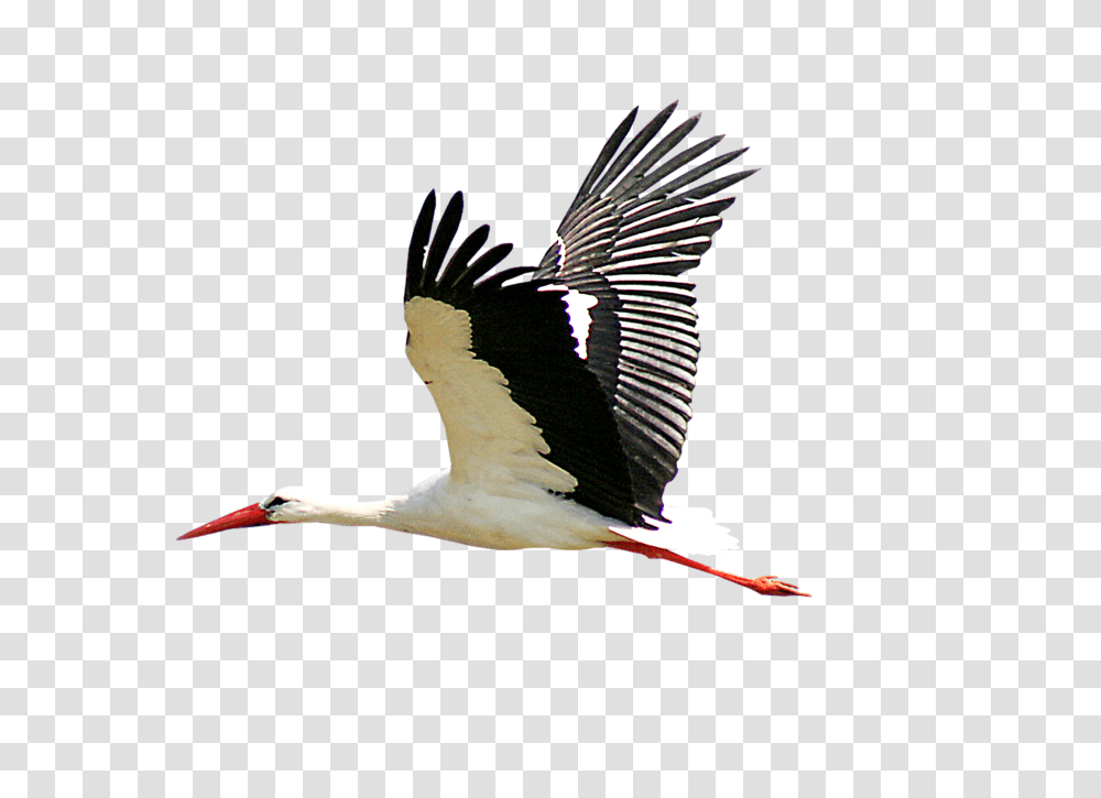 Stork, Animals, Bird, Crane Bird, Flying Transparent Png