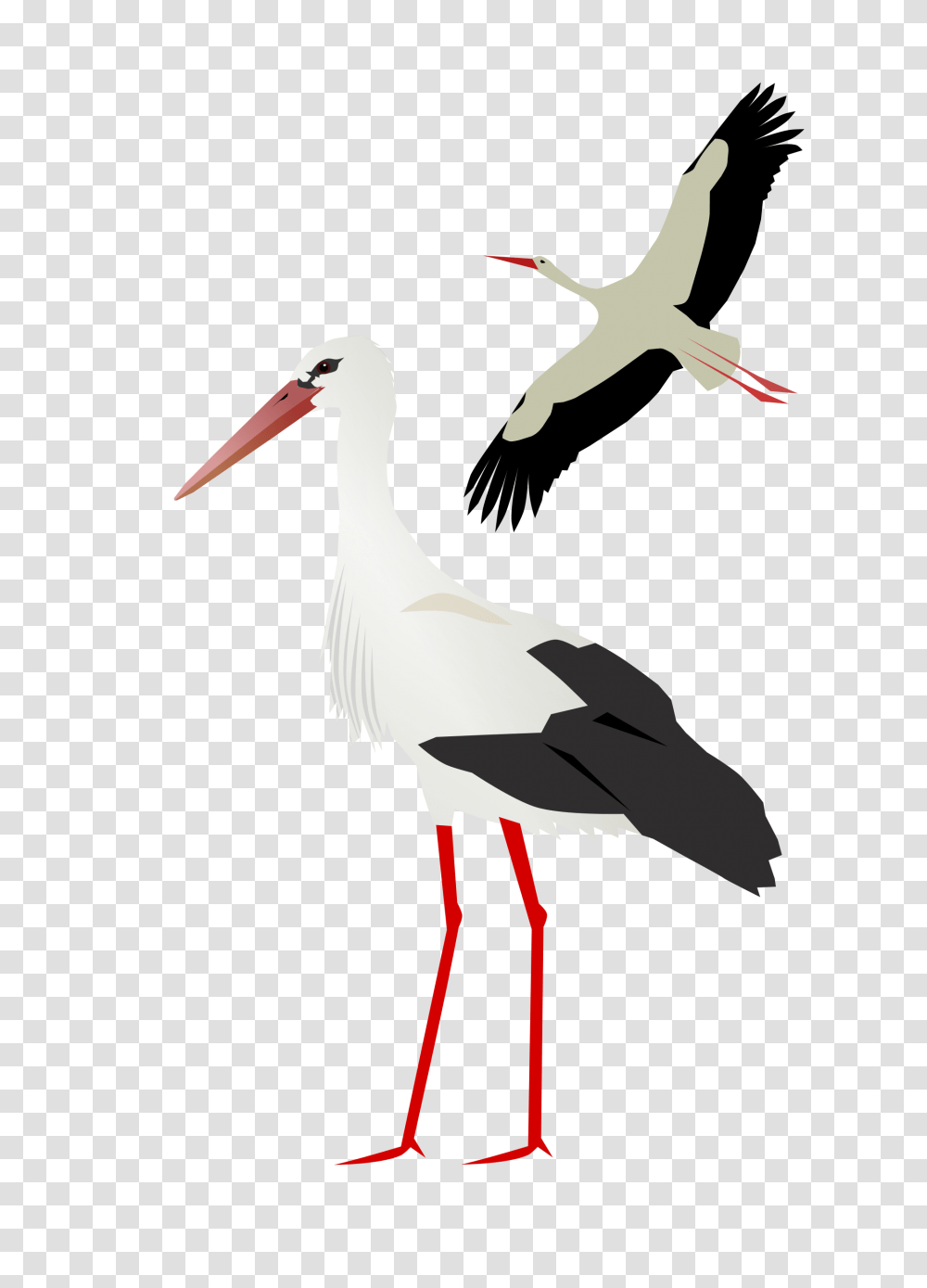 Stork, Animals, Bird, Crane Bird, Pelican Transparent Png