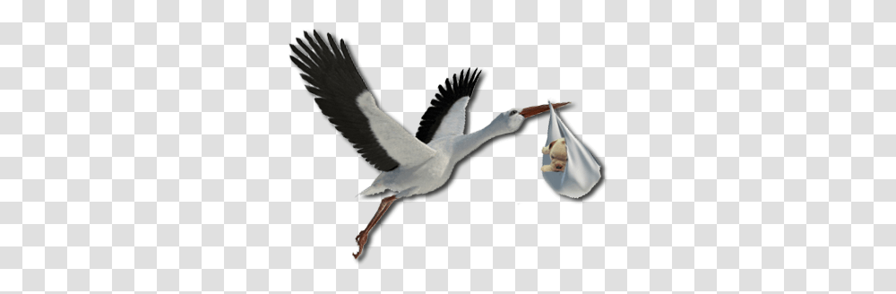 Stork, Animals, Bird, Crane Bird, Person Transparent Png