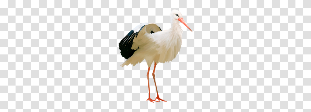 Stork, Animals, Bird, Crane Bird, Waterfowl Transparent Png