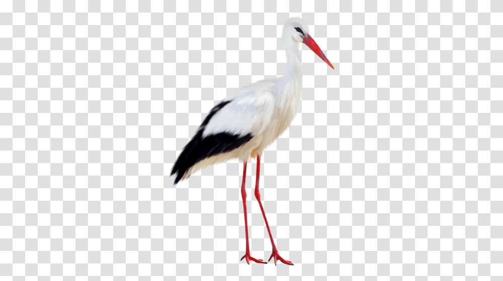 Stork, Animals, Bird, Crane Bird, Waterfowl Transparent Png