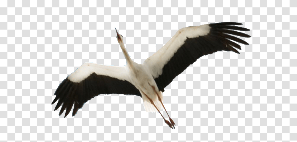 Stork, Animals, Bird, Flying, Beak Transparent Png