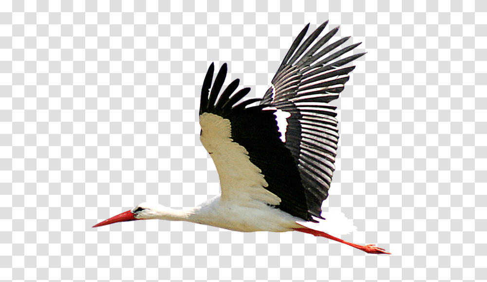 Stork, Animals, Bird, Flying, Pelican Transparent Png