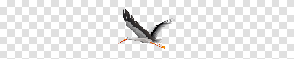 Stork, Animals, Bird, Flying, Pelican Transparent Png