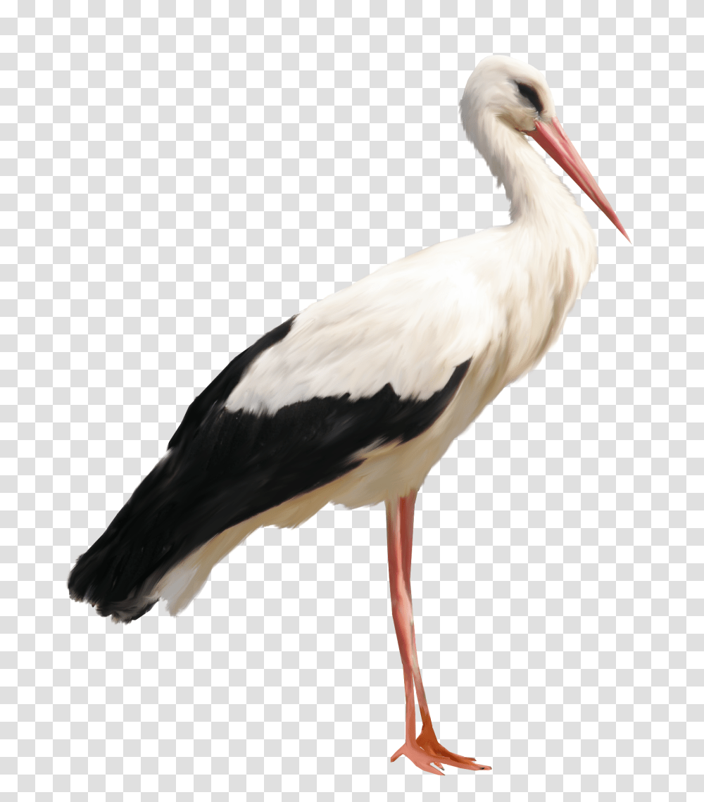 Stork, Animals, Bird, Pelican, Crane Bird Transparent Png