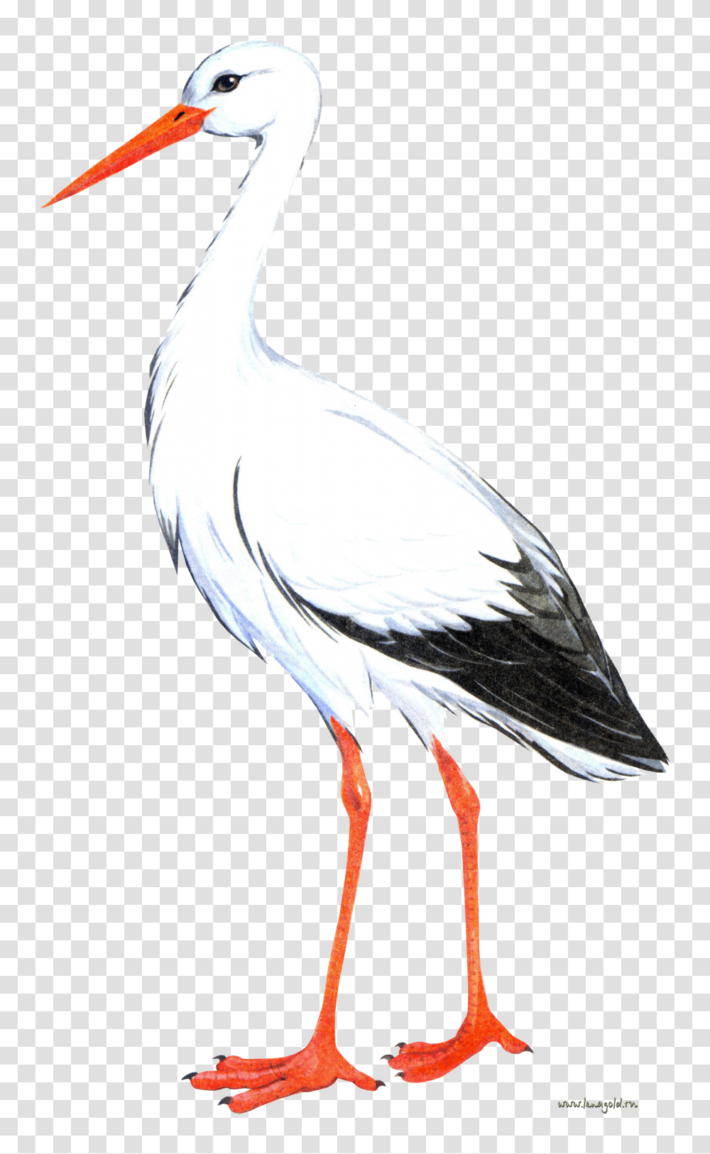 Stork, Animals, Bird, Pelican, Waterfowl Transparent Png