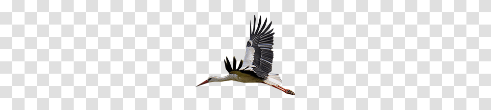 Stork, Animals, Bird, Vulture, Crane Bird Transparent Png